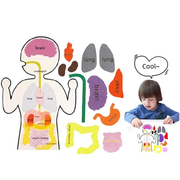 2023 Copii Jucarii Montessori Organe Umane de Cunoaștere Diy Manual Material Kit Viscerală Didactice de Învățare pentru Copii Jucarii