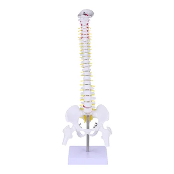 Coloanei vertebrale Model Coccisul Anatomie Pregătire Medicală Doctor PVC Manechin